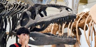 Más de un millón de personas han visitado “Dinosaurios del Sur del Mundo” en el Museo Nacional de Historia Natural