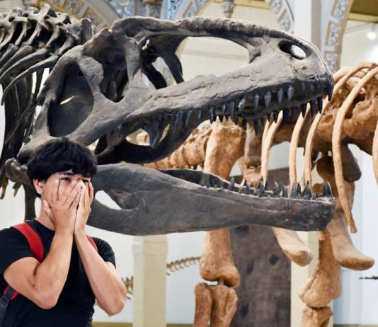 Más de un millón de personas han visitado “Dinosaurios del Sur del Mundo” en el Museo Nacional de Historia Natural Más de un millón de personas han visitado “Dinosaurios del Sur del Mundo” en el Museo Nacional de Historia Natural