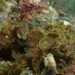 Publican primer registro para Chile de “alga abanico” en la Isla Grande de Tierra del Fuego