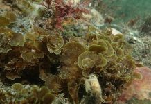 Publican primer registro para Chile de “alga abanico” en la Isla Grande de Tierra del Fuego