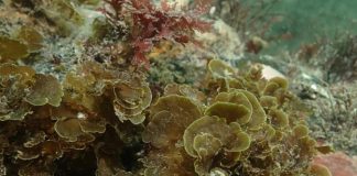 Publican primer registro para Chile de “alga abanico” en la Isla Grande de Tierra del Fuego