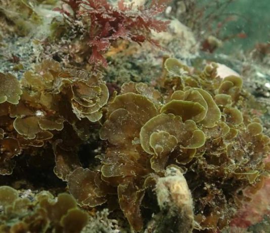 Publican primer registro para Chile de “alga abanico” en la Isla Grande de Tierra del Fuego Publican primer registro para Chile de “alga abanico” en la Isla Grande de Tierra del Fuego