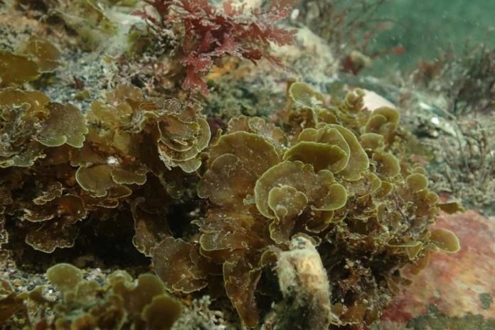 Publican primer registro para Chile de “alga abanico” en la Isla Grande de Tierra del Fuego