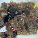 Estudio explora uso de residuos industriales para construir infraestructura costera más sostenible