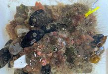 Estudio explora uso de residuos industriales para construir infraestructura costera más sostenible