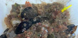 Estudio explora uso de residuos industriales para construir infraestructura costera más sostenible