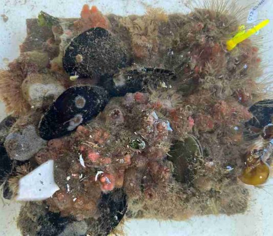 Estudio explora uso de residuos industriales para construir infraestructura costera más sostenible