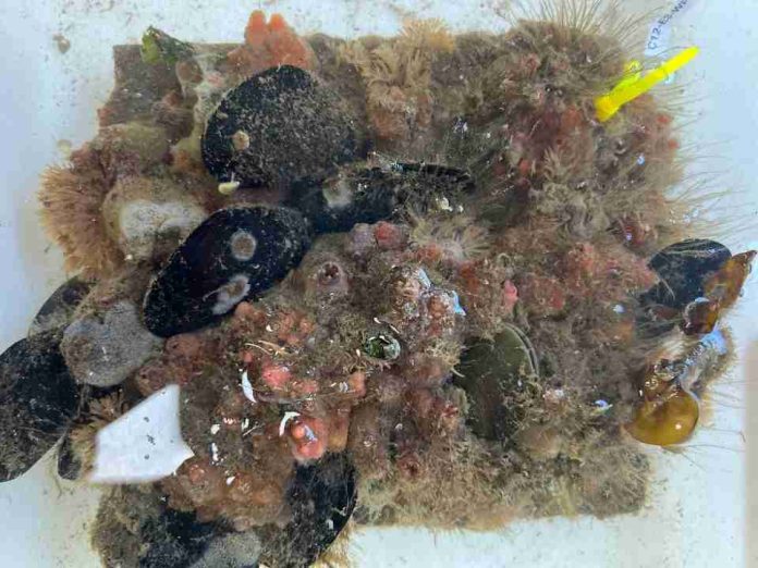 Estudio explora uso de residuos industriales para construir infraestructura costera más sostenible