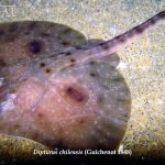 Estudio proyecta desplazamiento de la raya volantín debido al cambio climático Estudio proyecta desplazamiento de la raya volantín debido al cambio climático