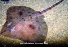 Estudio proyecta desplazamiento de la raya volantín debido al cambio climático