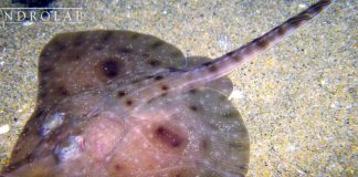 Estudio proyecta desplazamiento de la raya volantín debido al cambio climático Estudio proyecta desplazamiento de la raya volantín debido al cambio climático