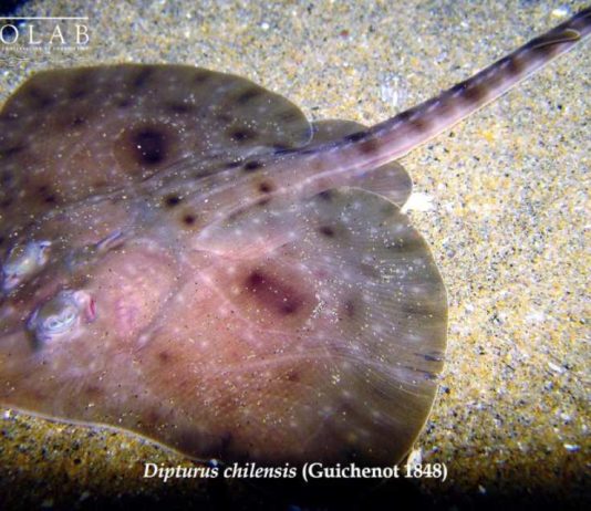 Estudio proyecta desplazamiento de la raya volantín debido al cambio climático Estudio proyecta desplazamiento de la raya volantín debido al cambio climático