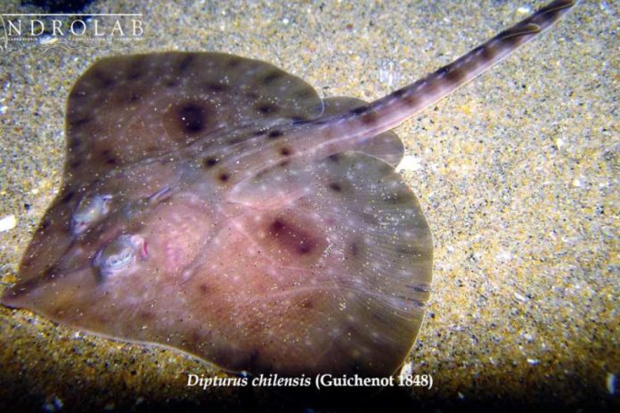 Estudio proyecta desplazamiento de la raya volantín debido al cambio climático Estudio proyecta desplazamiento de la raya volantín debido al cambio climático