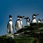 Greenpeace: “Evitar la extinción del Pingüino de Humboldt está en manos del Gobierno”
