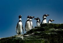 Greenpeace: “Evitar la extinción del Pingüino de Humboldt está en manos del Gobierno”