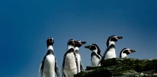 Greenpeace: “Evitar la extinción del Pingüino de Humboldt está en manos del Gobierno”