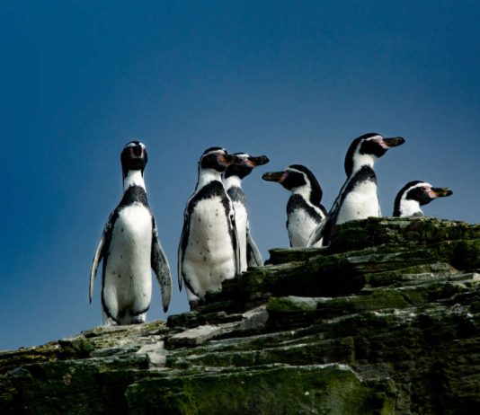 Greenpeace: “Evitar la extinción del Pingüino de Humboldt está en manos del Gobierno”