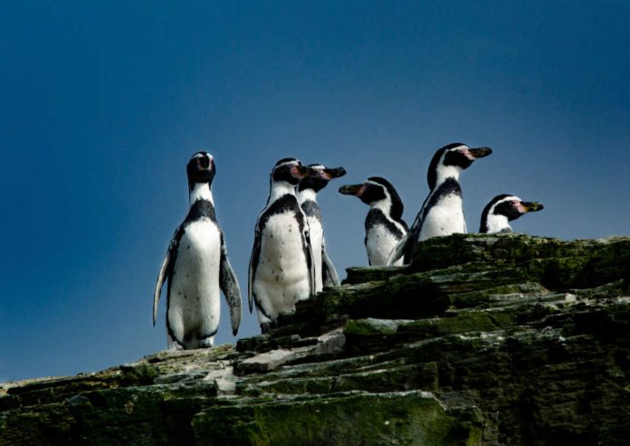 Greenpeace: “Evitar la extinción del Pingüino de Humboldt está en manos del Gobierno”