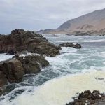 La antigua autopista del huiro: el rastro de los bosques sumergidos que acompañaron el poblamiento de América del Sur