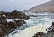 La antigua autopista del huiro: el rastro de los bosques sumergidos que acompañaron el poblamiento de América del Sur