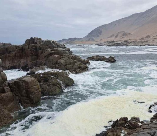 La antigua autopista del huiro: el rastro de los bosques sumergidos que acompañaron el poblamiento de América del Sur