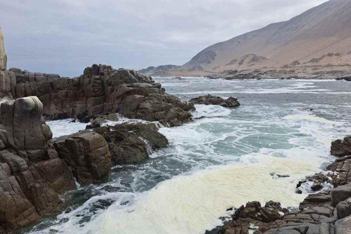 La antigua autopista del huiro: el rastro de los bosques sumergidos que acompañaron el poblamiento de América del Sur