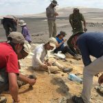 Investigación internacional describe el registro más antiguo de vertebrados neógenos en la cuenca de Pisco