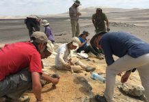 Investigación internacional describe el registro más antiguo de vertebrados neógenos en la cuenca de Pisco