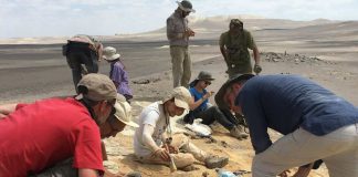 Investigación internacional describe el registro más antiguo de vertebrados neógenos en la cuenca de Pisco