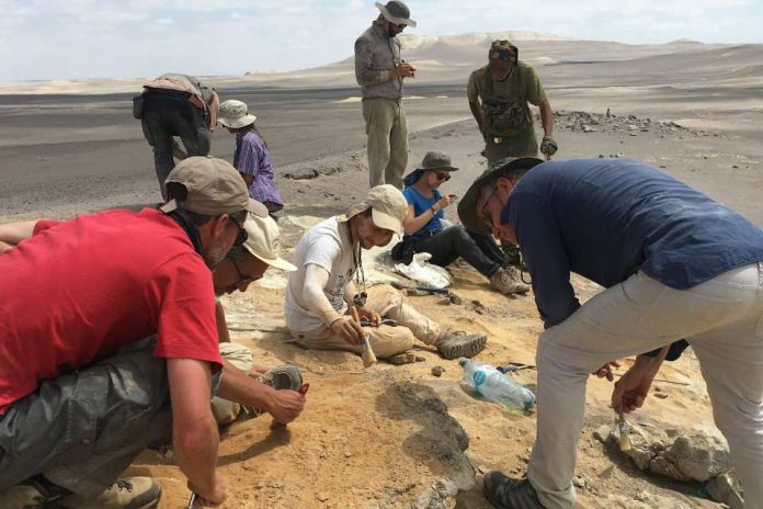 Investigación internacional describe el registro más antiguo de vertebrados neógenos en la cuenca de Pisco