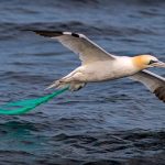 Un reservorio de vida en la inmensidad del Universo 