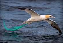 Un reservorio de vida en la inmensidad del Universo 