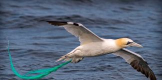 Un reservorio de vida en la inmensidad del Universo 