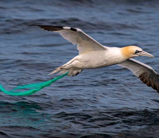 Un reservorio de vida en la inmensidad del Universo 