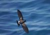 Estudio liderado por ESMOI UCN alerta sobre efectos del cambio climático en aves marinas
