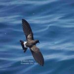 Estudio liderado por ESMOI UCN alerta sobre efectos del cambio climático en aves marinas