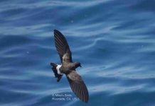 Estudio liderado por ESMOI UCN alerta sobre efectos del cambio climático en aves marinas