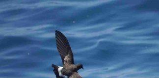 Estudio liderado por ESMOI UCN alerta sobre efectos del cambio climático en aves marinas Estudio liderado por ESMOI UCN alerta sobre efectos del cambio climático en aves marinas