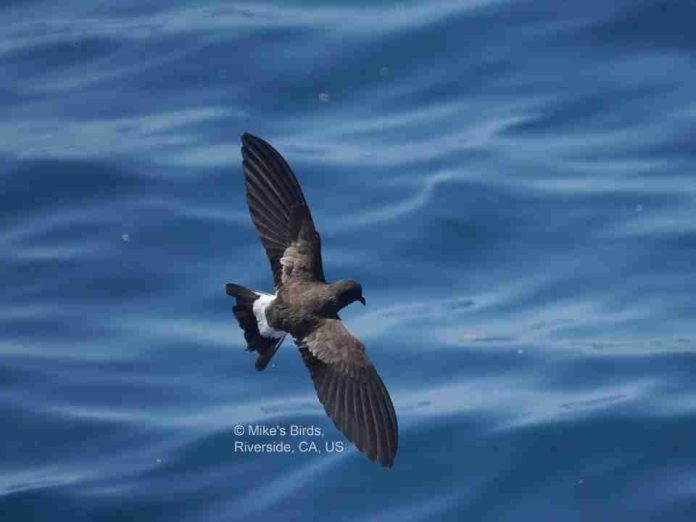 Estudio liderado por ESMOI UCN alerta sobre efectos del cambio climático en aves marinas Estudio liderado por ESMOI UCN alerta sobre efectos del cambio climático en aves marinas