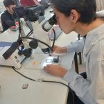 Fósiles de peces permiten reconstruir un antiguo mar más cálido en la zona central de Chile