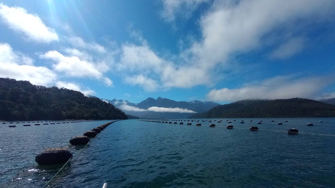 Reportaje | La Patagonia norte no responde igual: diez años de datos sobre larvas de chorito revelan diferencias entre zonas La Patagonia norte no responde igual