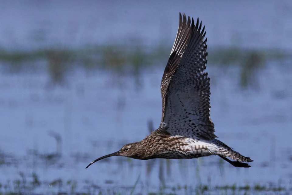 Más que "zonas húmedas": La degradación ambiental amenaza la migración de aves