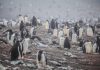 ciclo de vida del pingüino barbijo