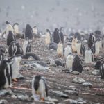 ciclo de vida del pingüino barbijo