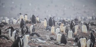 ciclo de vida del pingüino barbijo