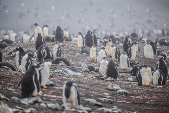 ciclo de vida del pingüino barbijo
