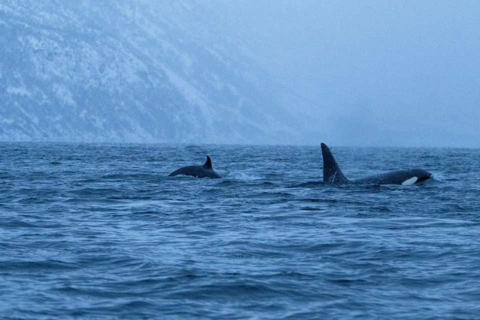 ¿Orcas asesinas? Las especies marinas “peligrosas” que habitan Chile y que en realidad no representarían una amenaza ¿Orcas asesinas? Las especies marinas “peligrosas” que habitan Chile y que en realidad no representarían una amenaza