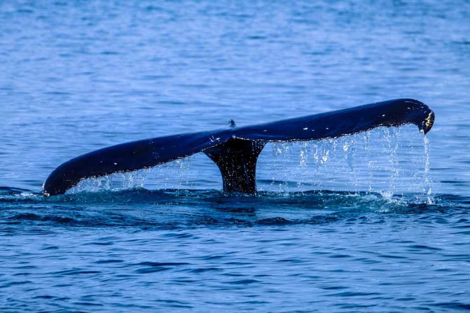 ¿Qué atrae a las ballenas a las costas del Biobío? Fenómeno en Hualpén revela riqueza marina de la zona