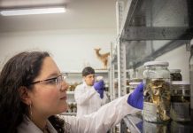 Académicos de la UACh destacan en ranking internacional de Research.com 2026