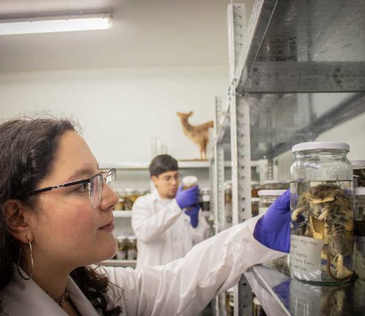 Académicos de la UACh destacan en ranking internacional de Research.com 2026 Académicos de la UACh destacan en ranking internacional de Research.com 2026